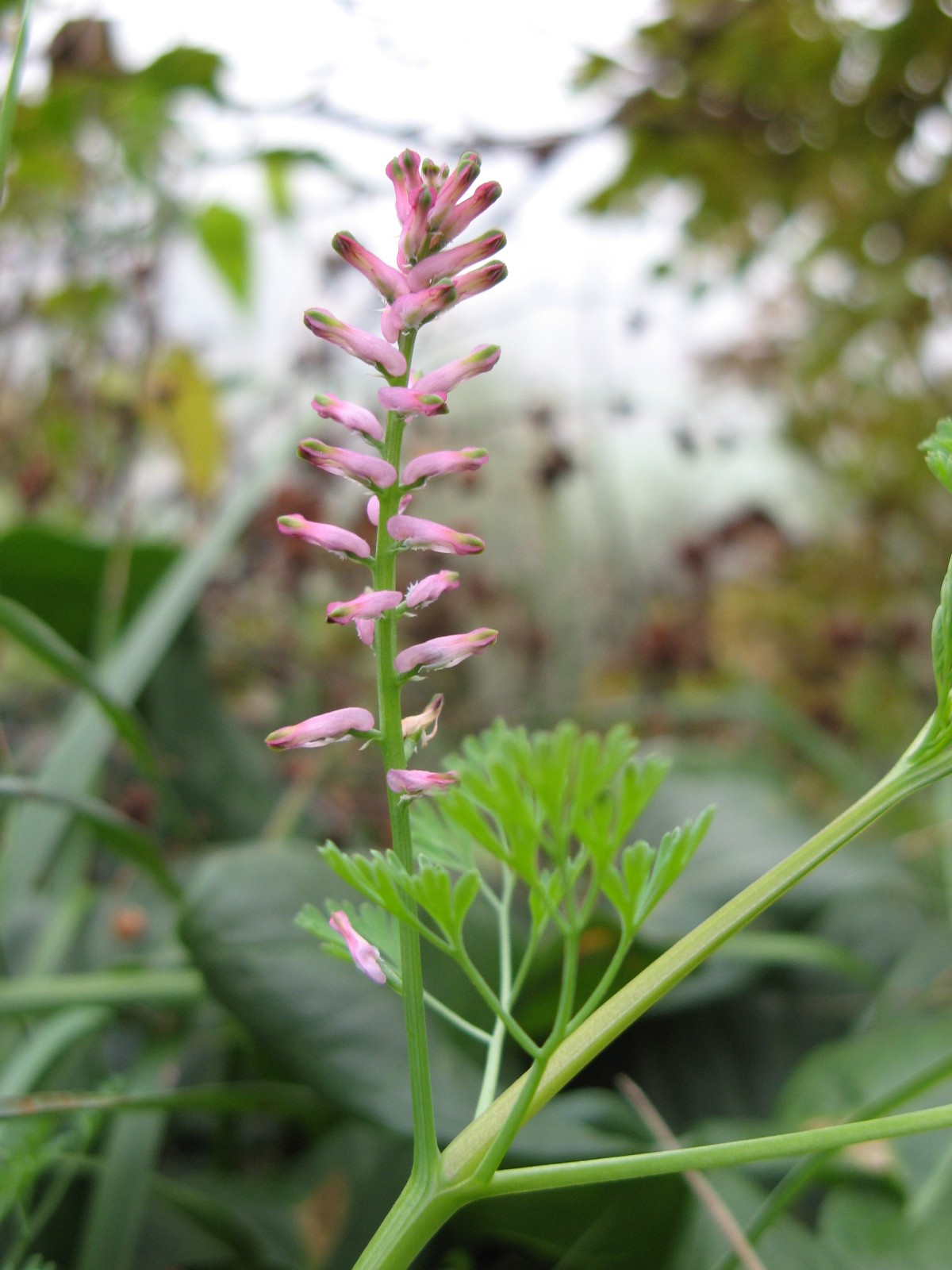 Fumaria officinalis / Fumaria comune